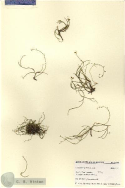 URN_catalog_HBHinton_herbarium_27792.jpg.jpg