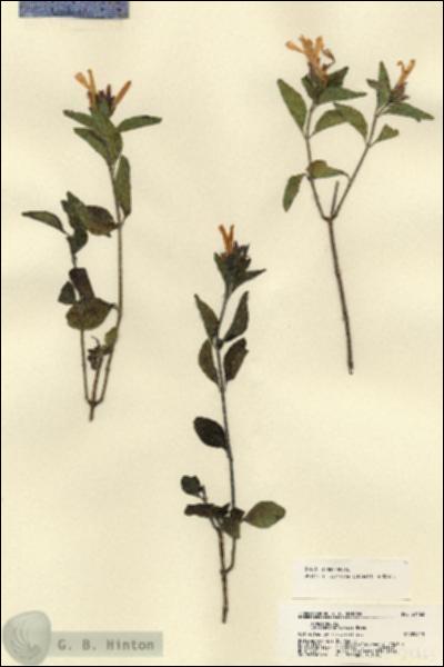 URN_catalog_HBHinton_herbarium_21463.jpg.jpg