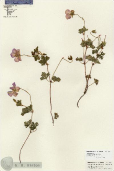 URN_catalog_HBHinton_herbarium_26843.jpg.jpg
