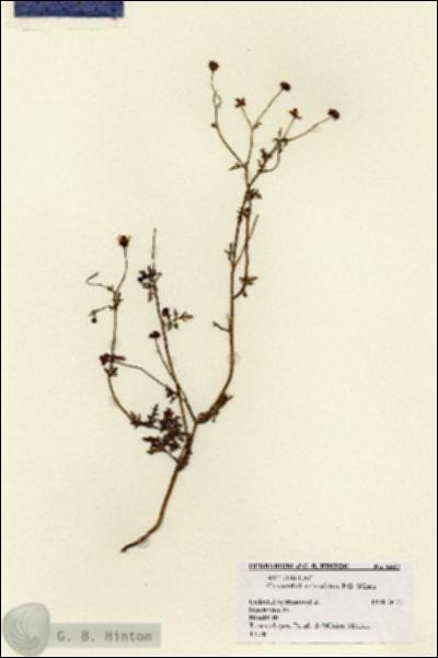 URN_catalog_HBHinton_herbarium_6417.jpg.jpg