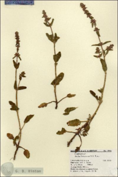 URN_catalog_HBHinton_herbarium_18294.jpg.jpg