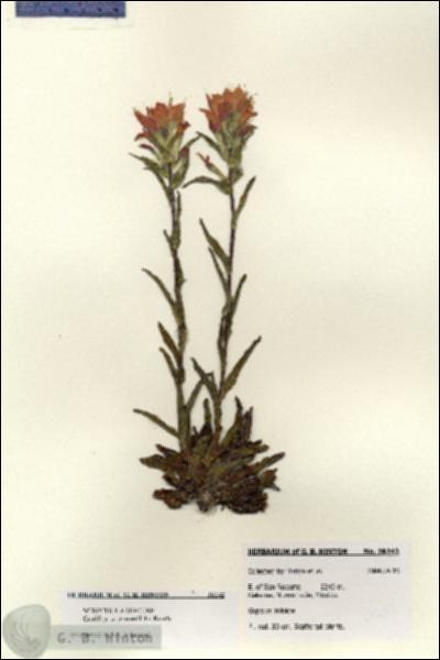 URN_catalog_HBHinton_herbarium_28242.jpg.jpg