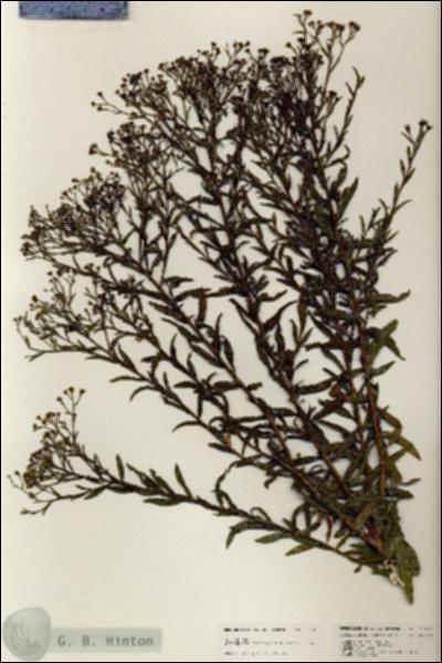 URN_catalog_HBHinton_herbarium_25476.jpg.jpg