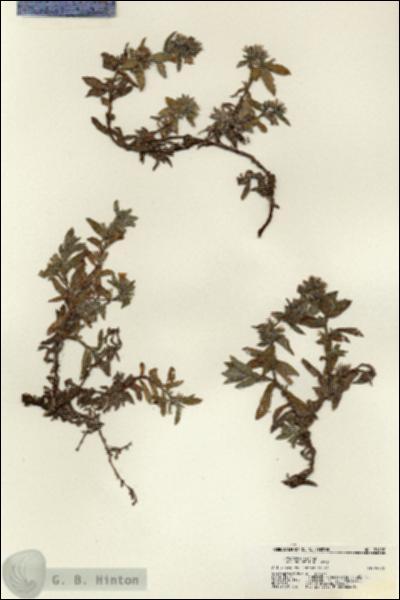 URN_catalog_HBHinton_herbarium_21408.jpg.jpg