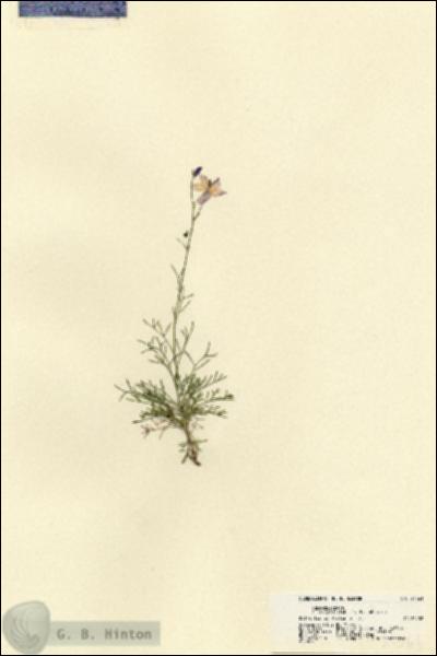 URN_catalog_HBHinton_herbarium_21561.jpg.jpg