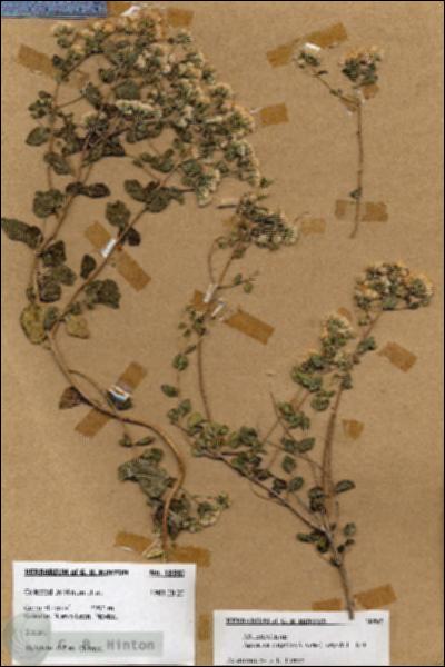 URN_catalog_HBHinton_herbarium_18597.jpg.jpg