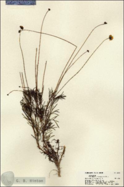 URN_catalog_HBHinton_herbarium_22348.jpg.jpg