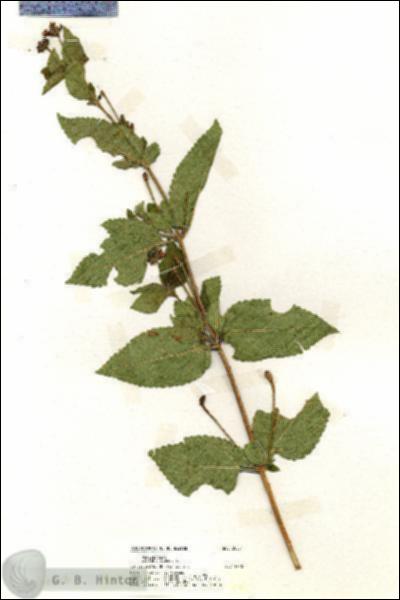URN_catalog_HBHinton_herbarium_20054.jpg.jpg