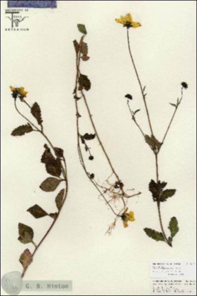 URN_catalog_HBHinton_herbarium_26764.jpg.jpg