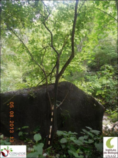 76829_S1_ARC_20130805_002_001.jpg.jpg