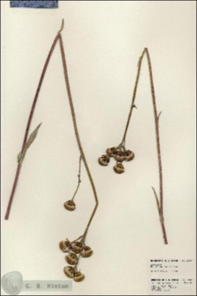 URN_catalog_HBHinton_herbarium_23967.jpg.jpg