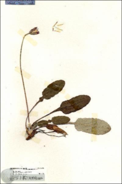 URN_catalog_HBHinton_herbarium_20218.jpg.jpg