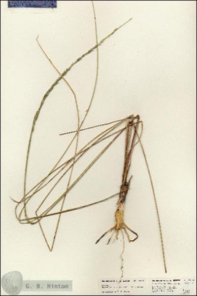 URN_catalog_HBHinton_herbarium_24809.jpg.jpg