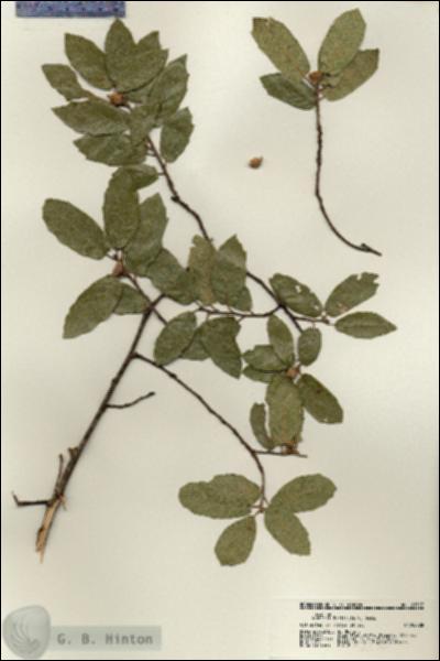 URN_catalog_HBHinton_herbarium_21327.jpg.jpg