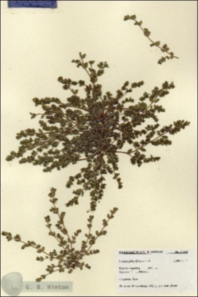 URN_catalog_HBHinton_herbarium_27614.jpg.jpg