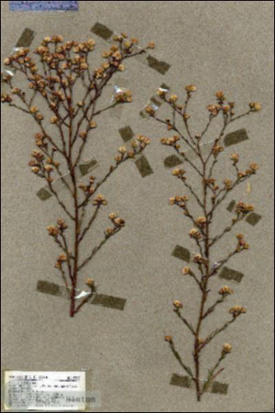 URN_catalog_HBHinton_herbarium_19513.jpg.jpg