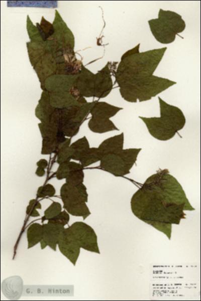 URN_catalog_HBHinton_herbarium_24622.jpg.jpg