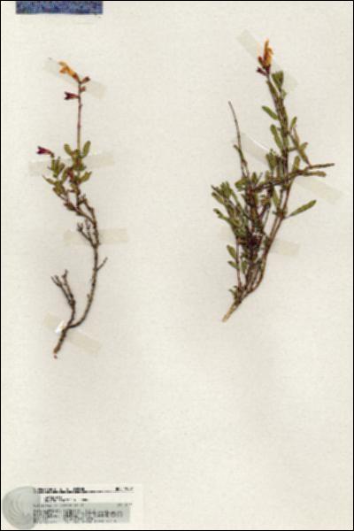 URN_catalog_HBHinton_herbarium_19901.jpg.jpg