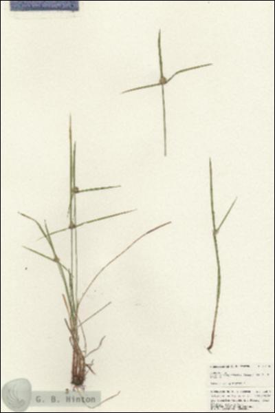 URN_catalog_HBHinton_herbarium_24896.jpg.jpg
