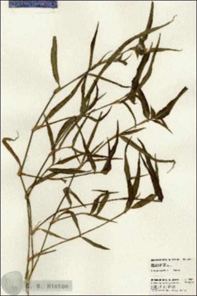 URN_catalog_HBHinton_herbarium_23361.jpg.jpg