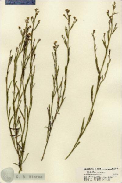 URN_catalog_HBHinton_herbarium_22272.jpg.jpg