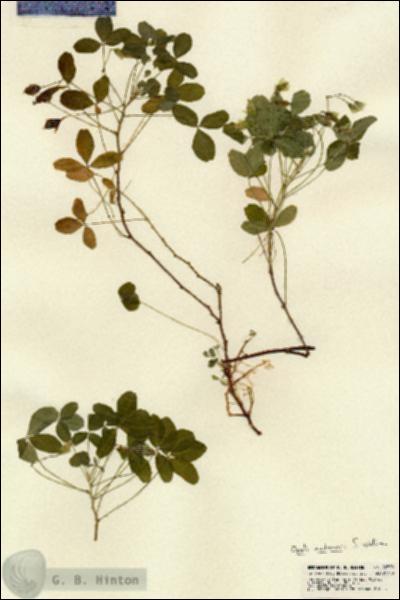URN_catalog_HBHinton_herbarium_22598.jpg.jpg