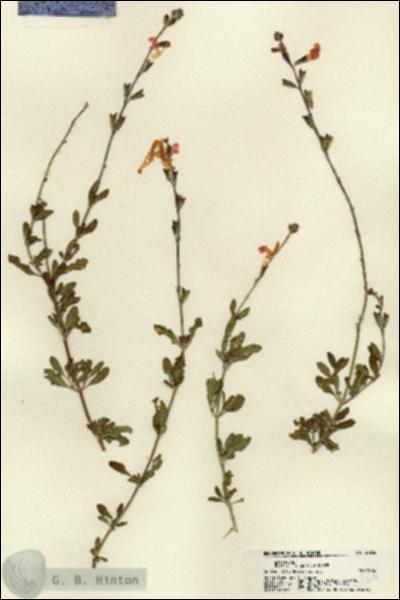 URN_catalog_HBHinton_herbarium_22266.jpg.jpg