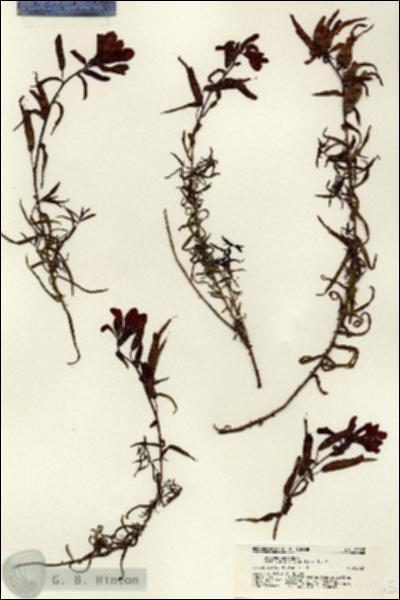 URN_catalog_HBHinton_herbarium_21265.jpg.jpg