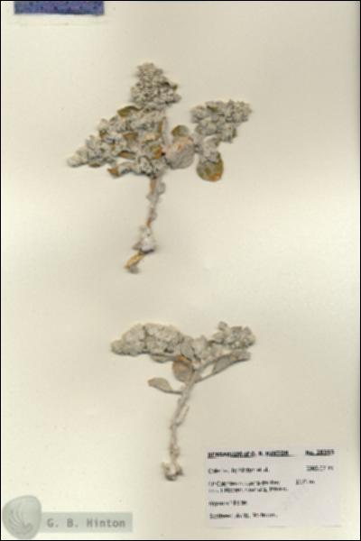 URN_catalog_HBHinton_herbarium_28355.jpg.jpg