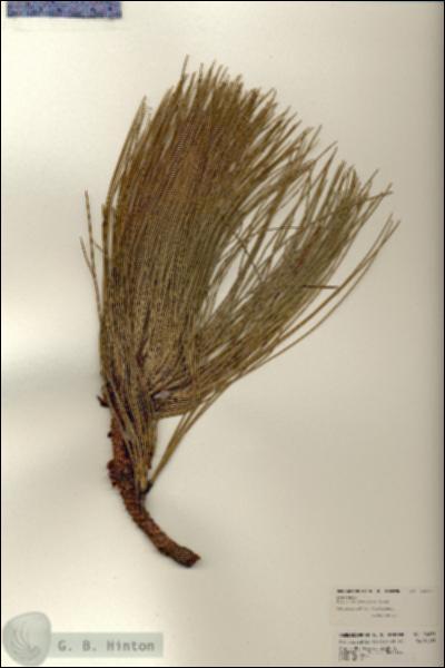URN_catalog_HBHinton_herbarium_24033.jpg.jpg