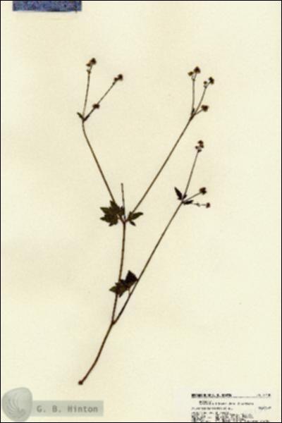 URN_catalog_HBHinton_herbarium_22139.jpg.jpg