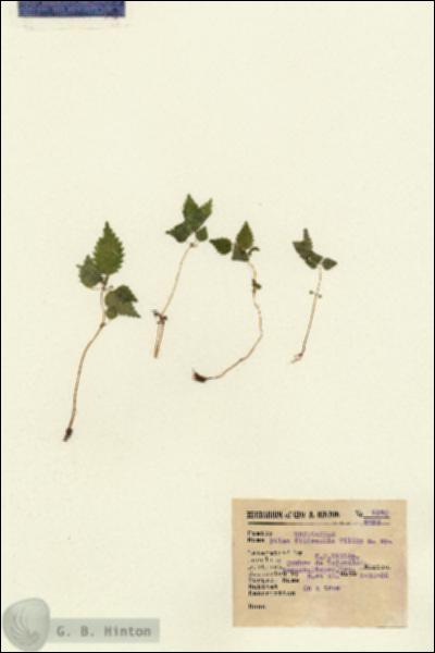 URN_catalog_HBHinton_herbarium_8240.jpg.jpg