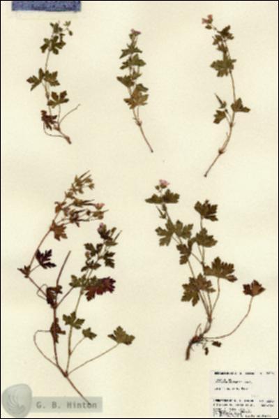 URN_catalog_HBHinton_herbarium_22206.jpg.jpg