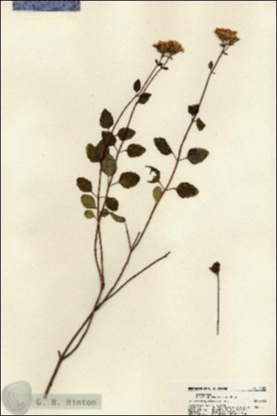 URN_catalog_HBHinton_herbarium_22058.jpg.jpg