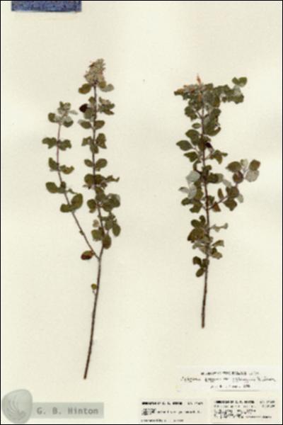 URN_catalog_HBHinton_herbarium_21686.jpg.jpg