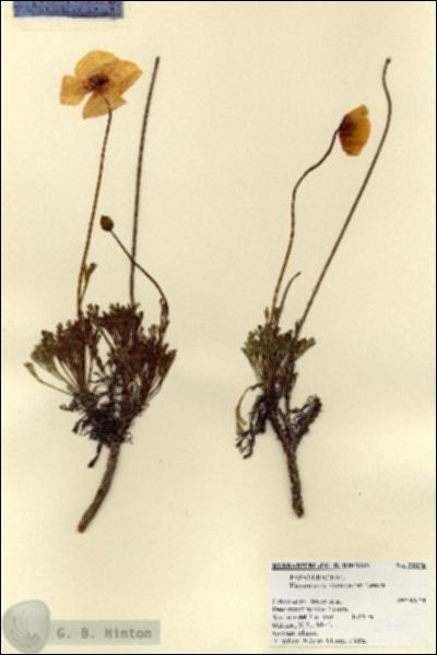URN_catalog_HBHinton_herbarium_21876.jpg.jpg