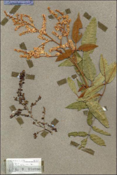 URN_catalog_HBHinton_herbarium_17673.jpg.jpg