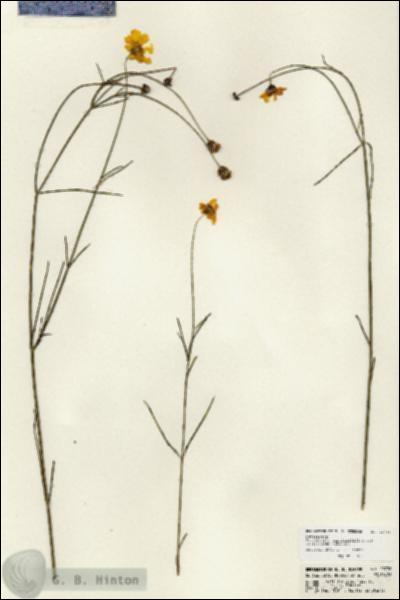 URN_catalog_HBHinton_herbarium_23736.jpg.jpg