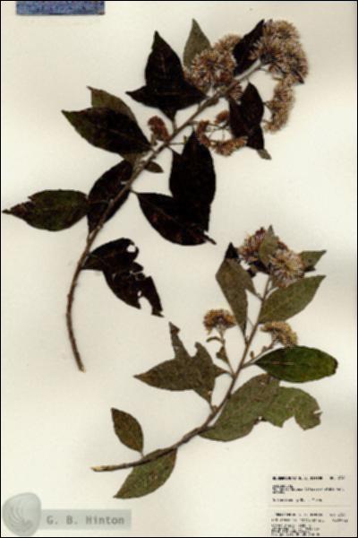 URN_catalog_HBHinton_herbarium_23411.jpg.jpg