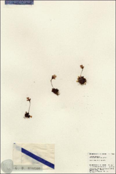 URN_catalog_HBHinton_herbarium_24044.jpg.jpg