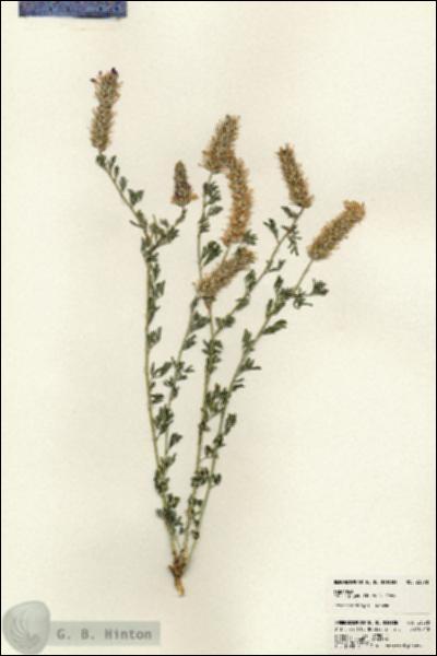 URN_catalog_HBHinton_herbarium_23578.jpg.jpg