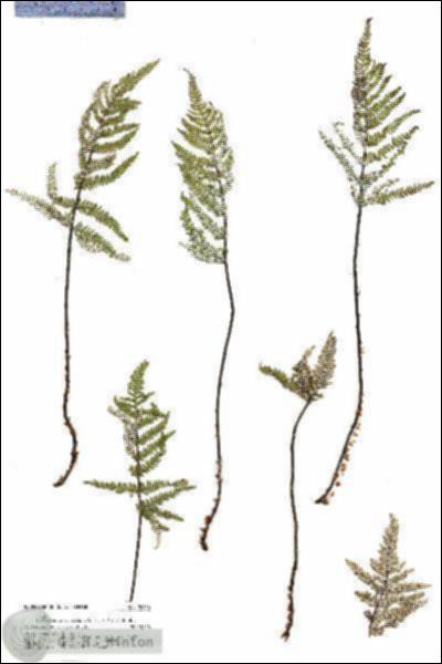 URN_catalog_HBHinton_herbarium_20856.jpg.jpg