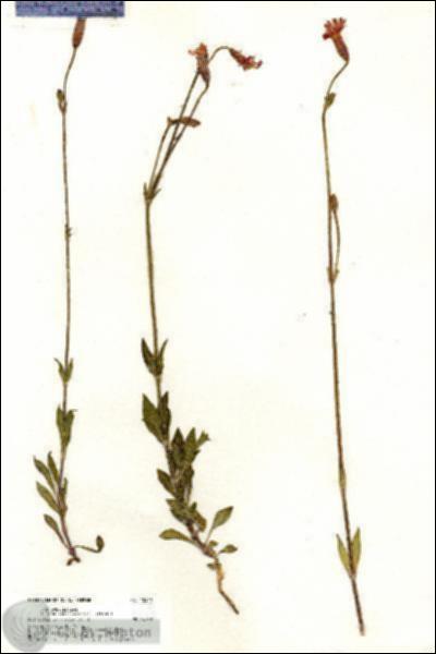 URN_catalog_HBHinton_herbarium_20429.jpg.jpg
