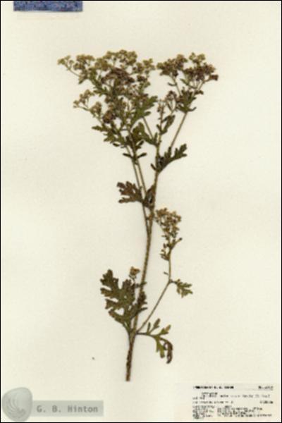 URN_catalog_HBHinton_herbarium_21378.jpg.jpg