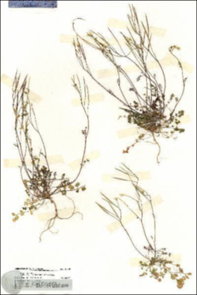 URN_catalog_HBHinton_herbarium_20209.jpg.jpg