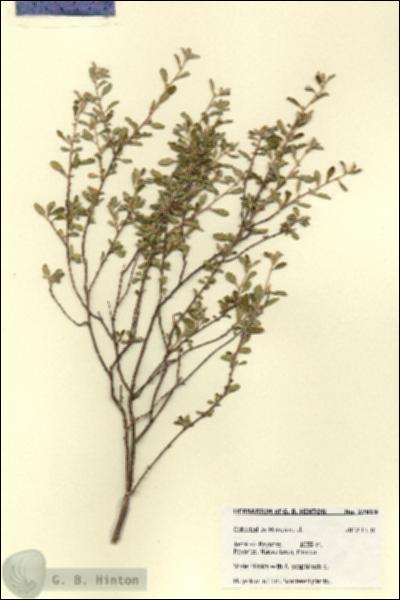 URN_catalog_HBHinton_herbarium_27819.jpg.jpg