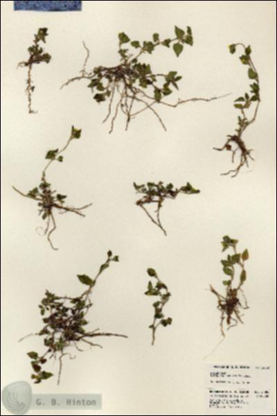 URN_catalog_HBHinton_herbarium_24082.jpg.jpg