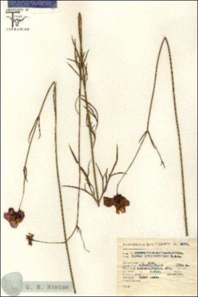 URN_catalog_HBHinton_herbarium_2076.jpg.jpg