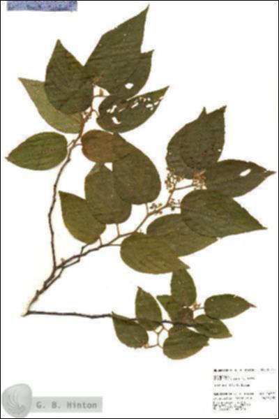 URN_catalog_HBHinton_herbarium_24317.jpg.jpg