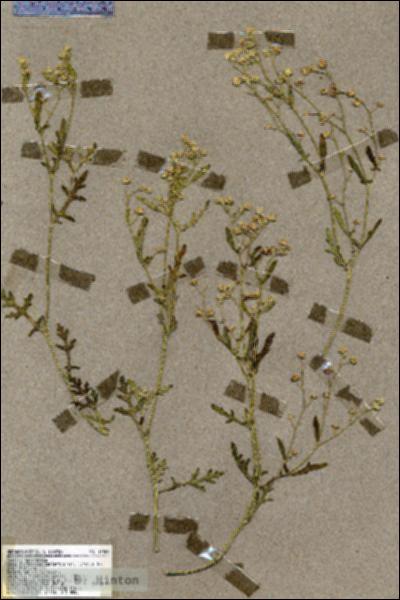 URN_catalog_HBHinton_herbarium_19488.jpg.jpg